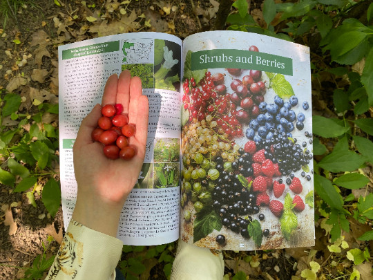 The Forager’s Guide to Wild Foods (paperback with color pictures) gallery