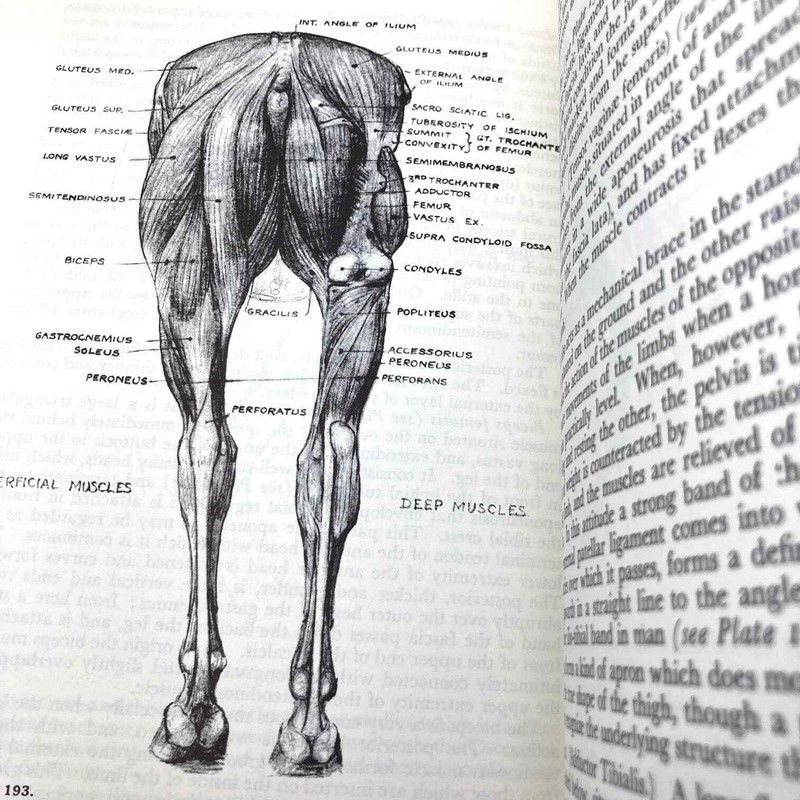 Animal Painting and Anatomy Soft Cover Book 336 pages with 200 illustrations gallery
