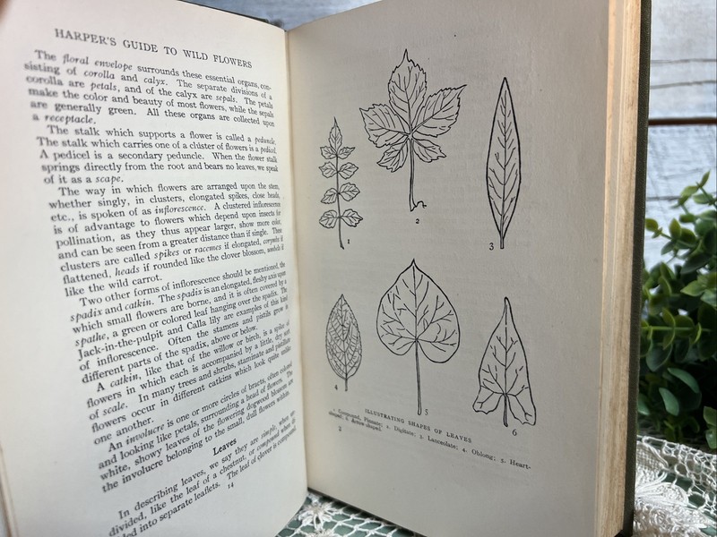 Harper's Guide to Wild Flowers 1912 HC Antique Book / Creevey gallery