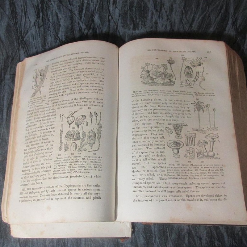 Book of Botany by Alphonso Wood, 1867, Hardcover, 832 Pages gallery