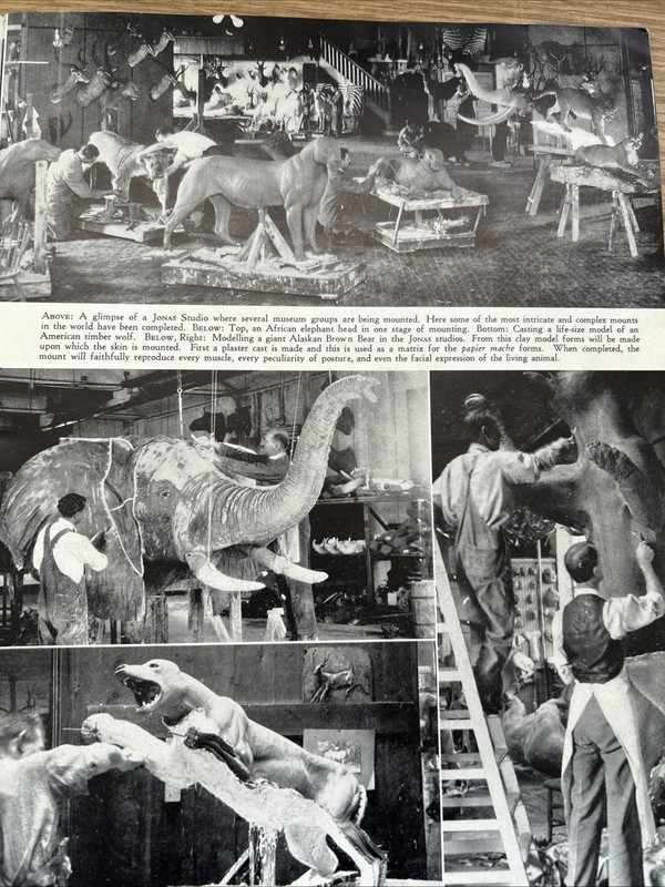 " GAME TRAILS" MEMOIRS OF A THOUSAND SPORTSMEN, 1939, JONAS BROS. TAXIDERMISTS gallery