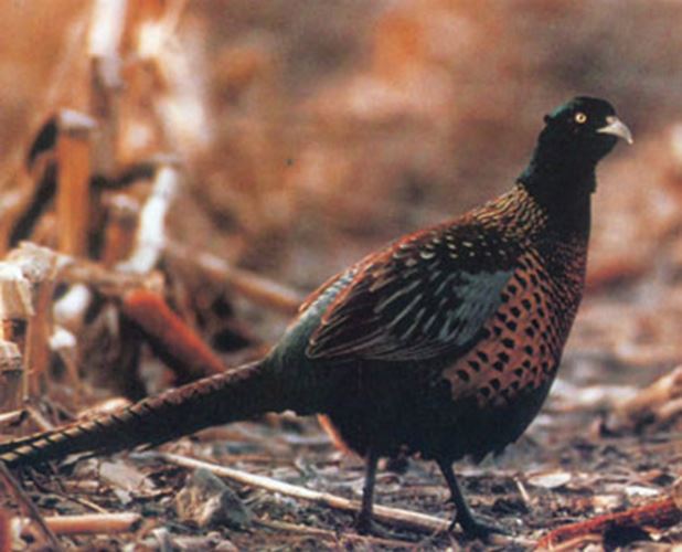 Game Bird Breeders Handbook: commercial & ornamental gallery