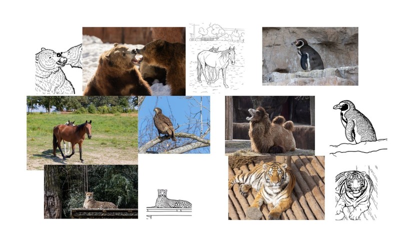 Digital Download set of 20 animal coloring pages Made from real photos very cute gallery
