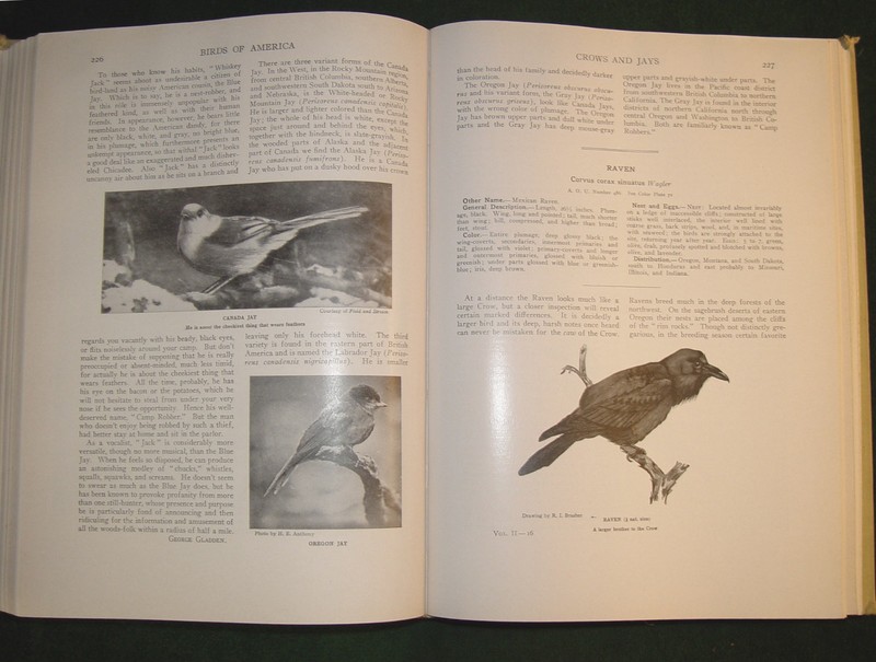 1936 ed. Beautifully Illustrated "BIRDS OF AMERICA" 258 pages Hardcover Book gallery
