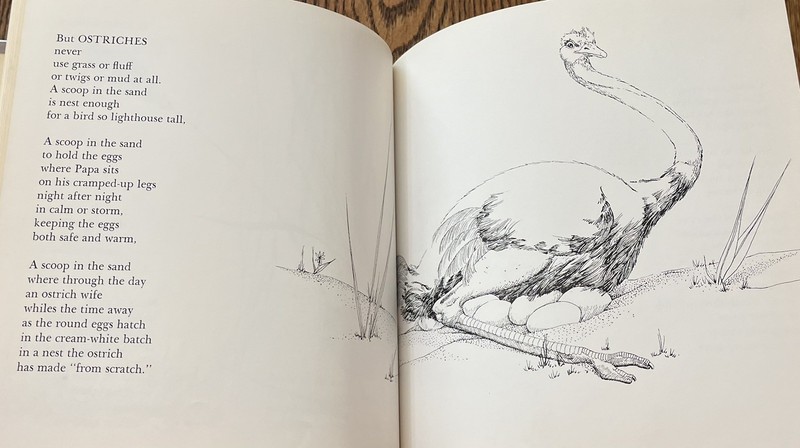 BUT OSTRICHES... : by Aileen Fisher : illus Peter Parnall : hbdj : vintage gallery