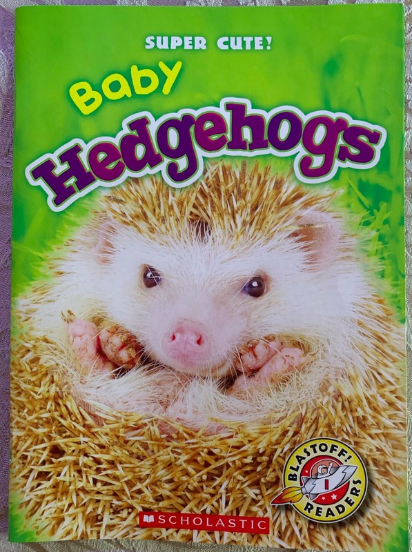 Baby Hedgehogs Super Cute! -Paperback **NEW**