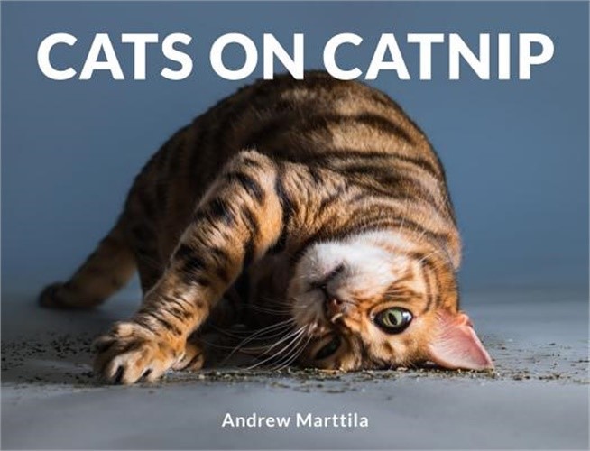 Cats on Catnip (Hardback or Cased Book)