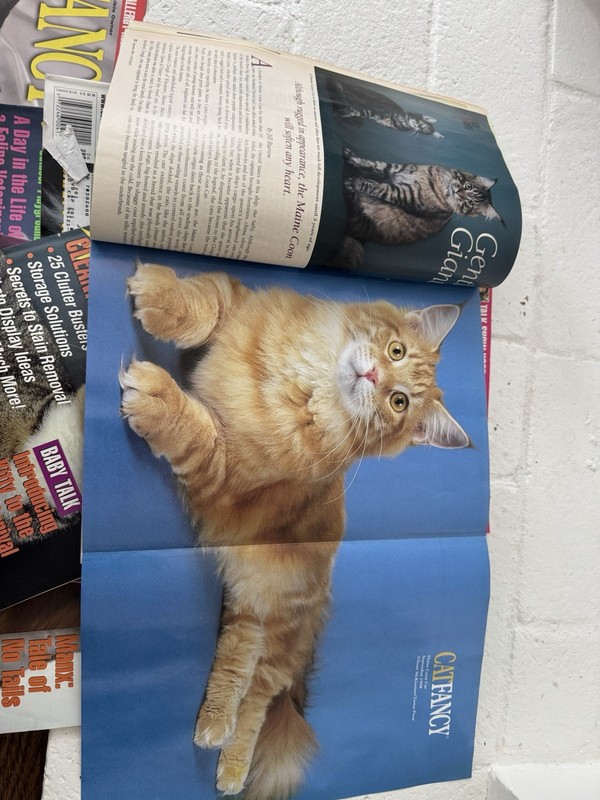 1998 Lot 10 Cat Fancy Magazines 01/98 to 09/98, and 12/98 Cat Posters Photos gallery