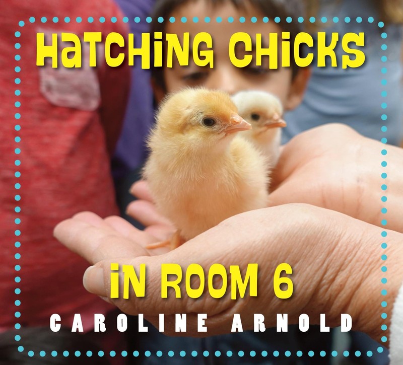 Hatching Chicks in Room 6 (Life Cycles in Room 6), Arnold, Caroline, Excellent B