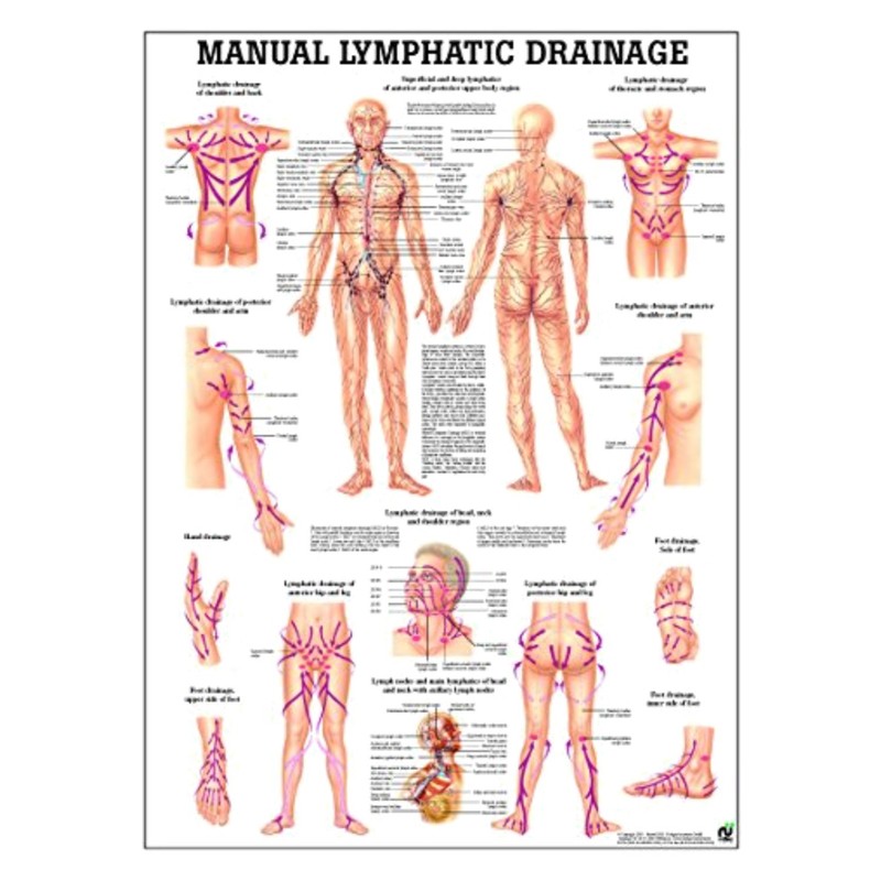 Multicolor Lymphatic System Chart – Educational Tool