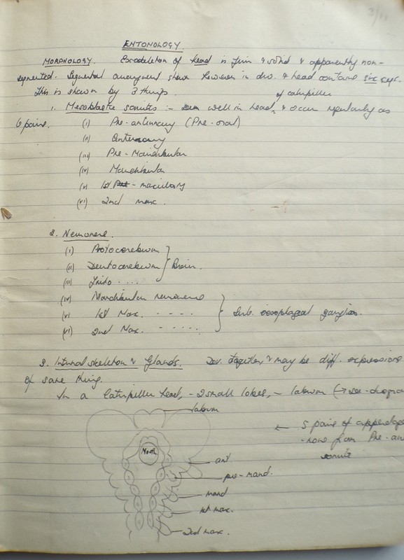 1950s MANUSCRIPT BOOK Entomology INSECTS 188 Handwritten Pages Science Zoology gallery