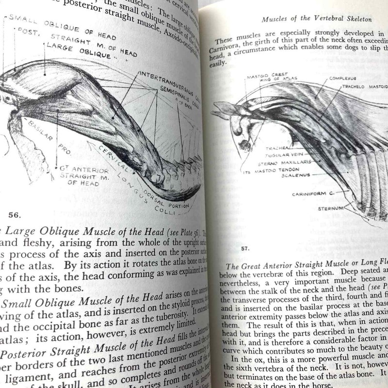 Animal Painting and Anatomy Soft Cover Book 336 pages with 200 illustrations gallery