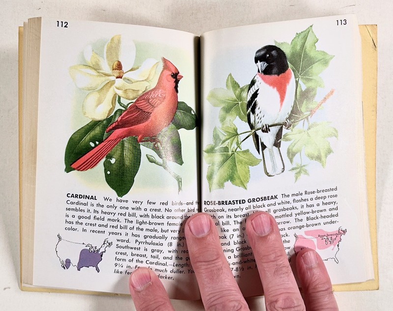 1960s Herbert Zim GOLDEN NATURE GUIDE to AMERICAN BIRDS 129 plates POCKET SIZED