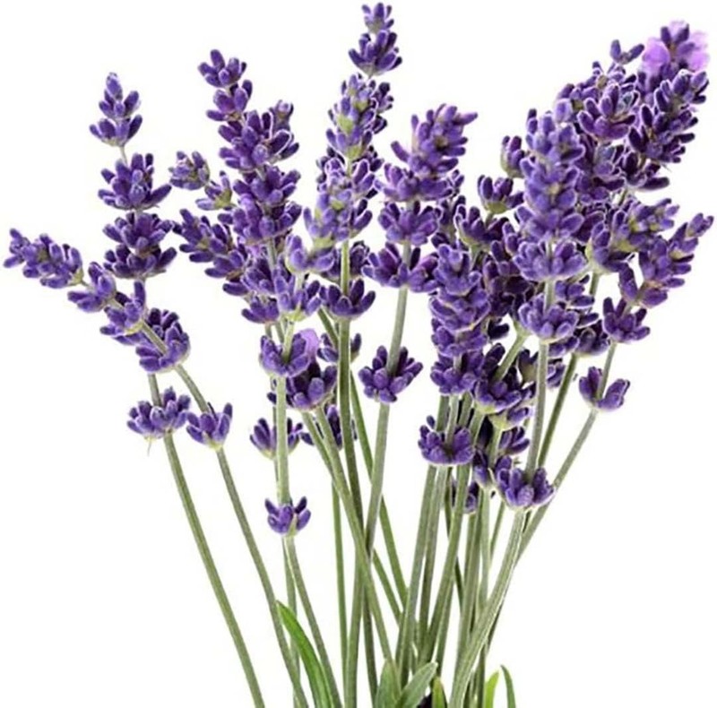 True Lavender – of All the Different Varieties, Lavandula angustifolia is arguab