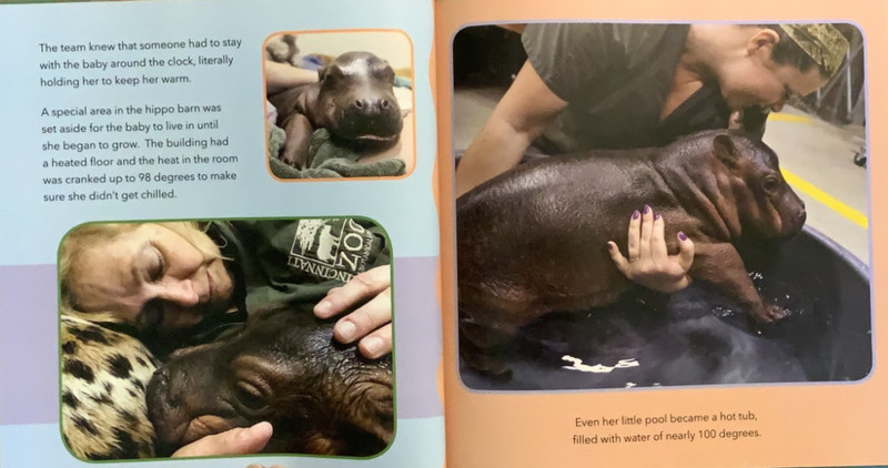 AUTOGRAPHED Fine 2018 HC DJ 1st ED Saving Fiona Hippo Thane Maynard gallery