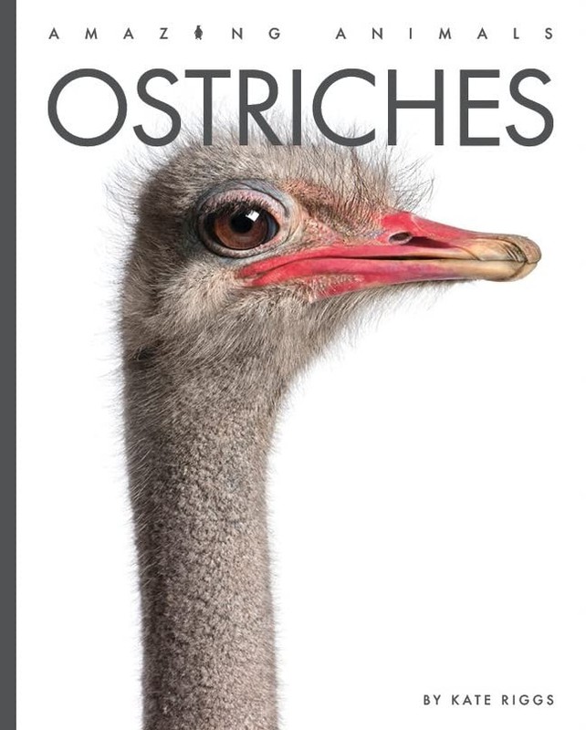 Kate Riggs Ostriches (Paperback) Amazing Animals