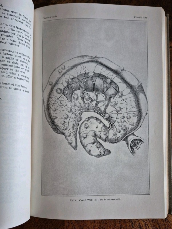 Diseases of Cattle 1942 USDA Farm Animal Care Book Vintage Illustrated gallery