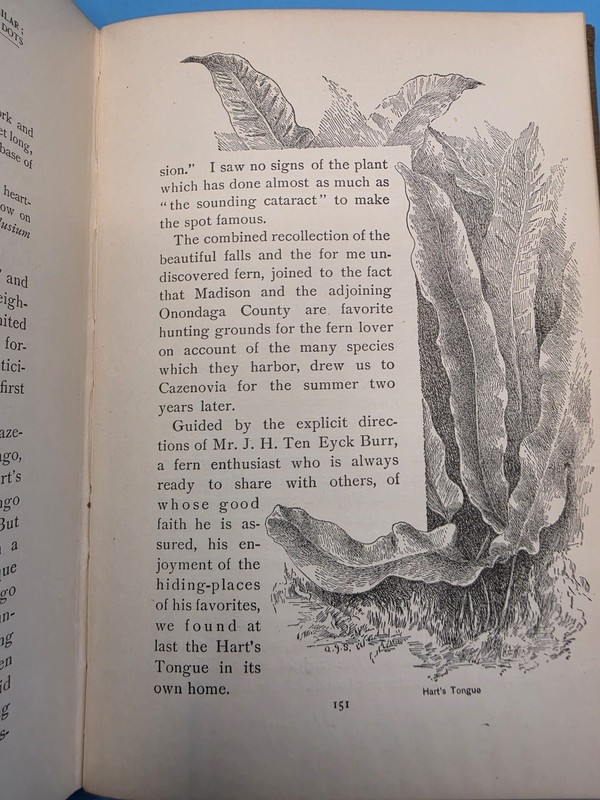 How to Know the Ferns a Guide gallery