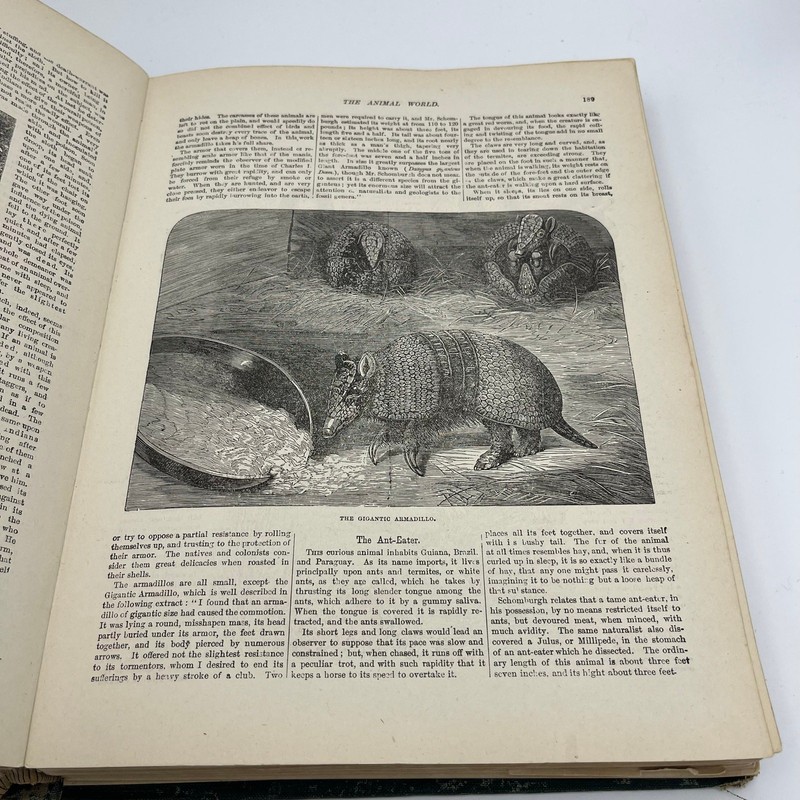 Kingdom Of Nature Illustrated Museum Animal World Vintage Book 1888 gallery