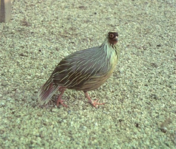 Game Bird Breeders Handbook: commercial & ornamental gallery