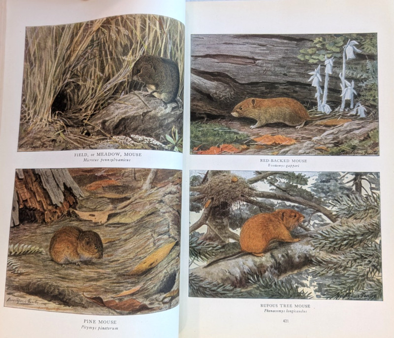 1918 NATIONAL GEOGRAPHIC MAGAZINE LOUIS AGASSIZ FUERTES 32 COLOR MAMMALS PAGES gallery
