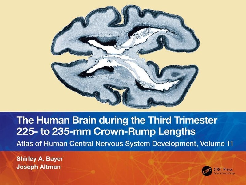 The Human Brain during the Third Trimester 225- to 235-mm Crown-Rump Lengths: At