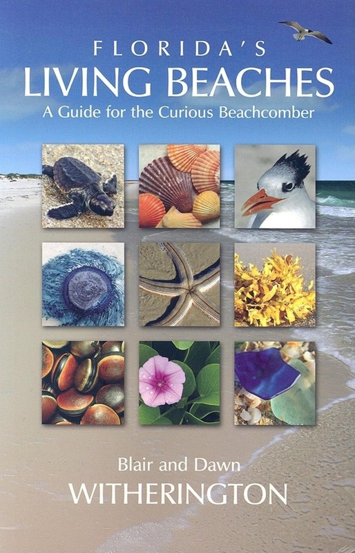 Florida’s Living Beaches: A Guide for the Curious Beachcomber