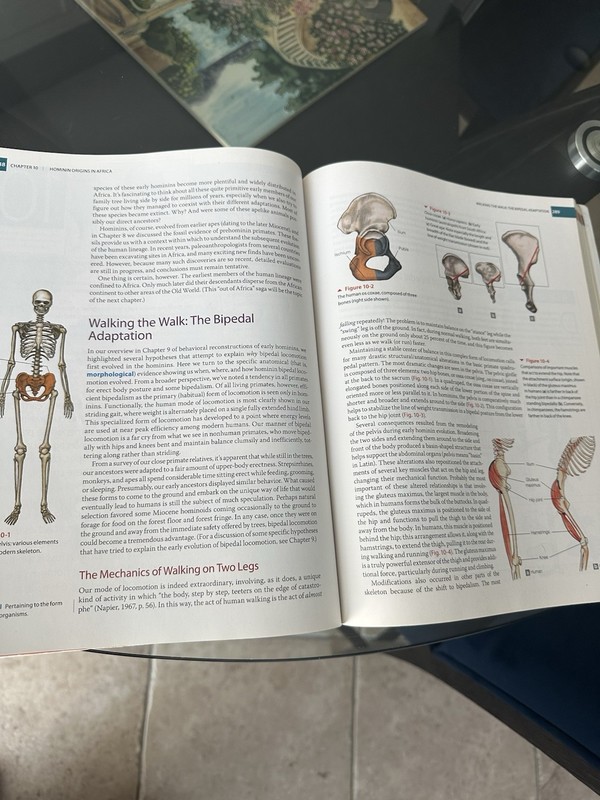 Introduction To Physical Anthropology Edition 15 gallery