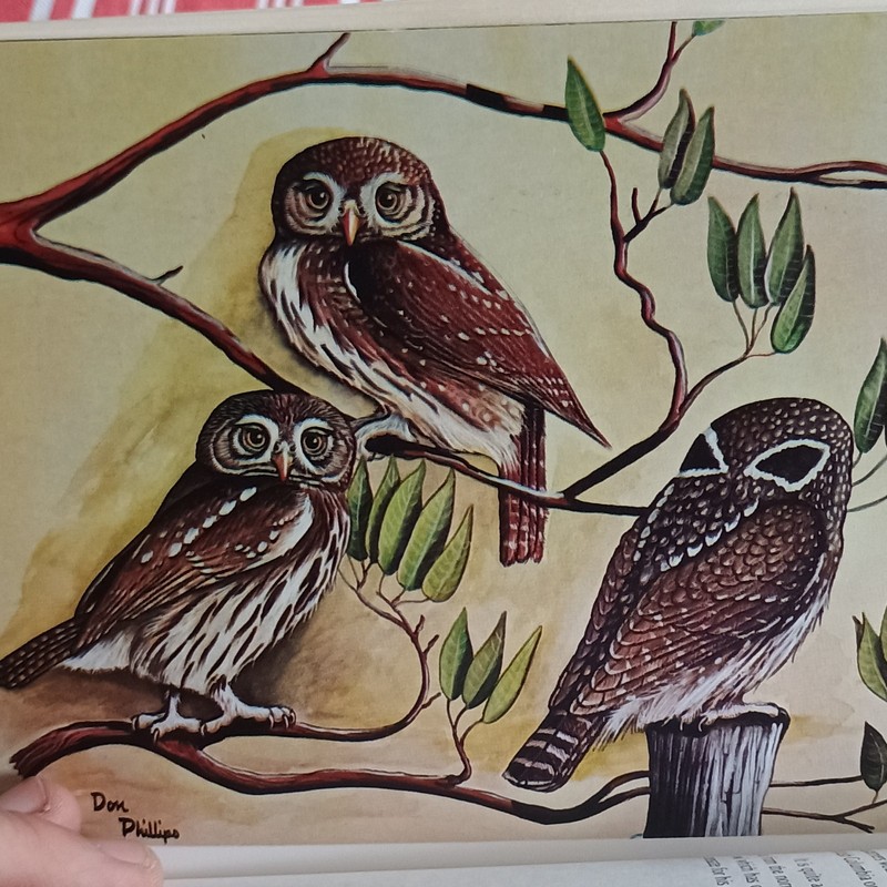 Owls by Day and Night Hamilton A. Tyler Naturegraph 1978 Paperback Nature gallery